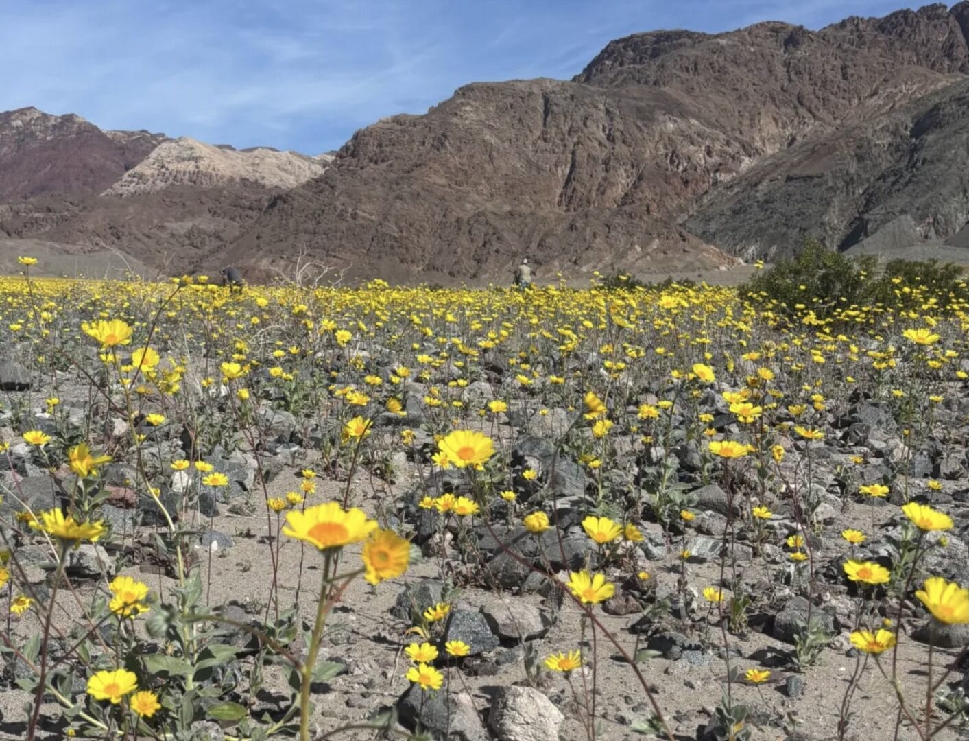 The Denver Post mentions Borrego Valley Inn as a ‘Place To Stay’ for the seasonal Superbloom